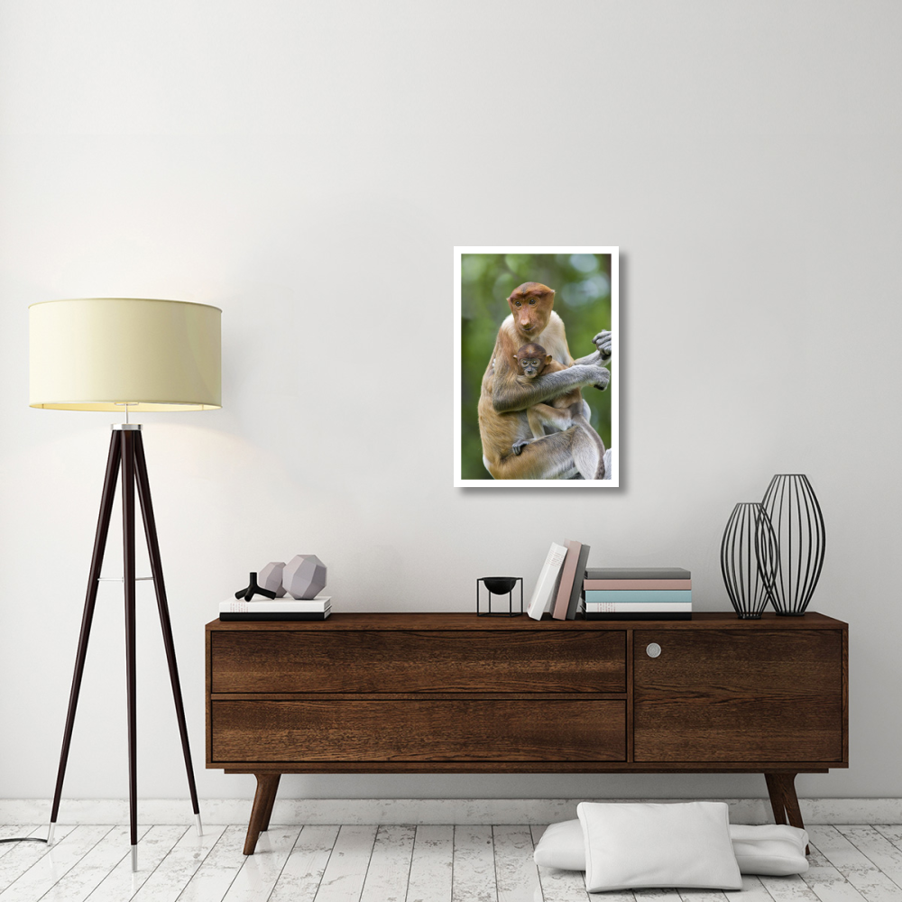 Proboscis Monkey female holding two month old baby, Sabah, Malaysia-Paper Art-22&quotx32"