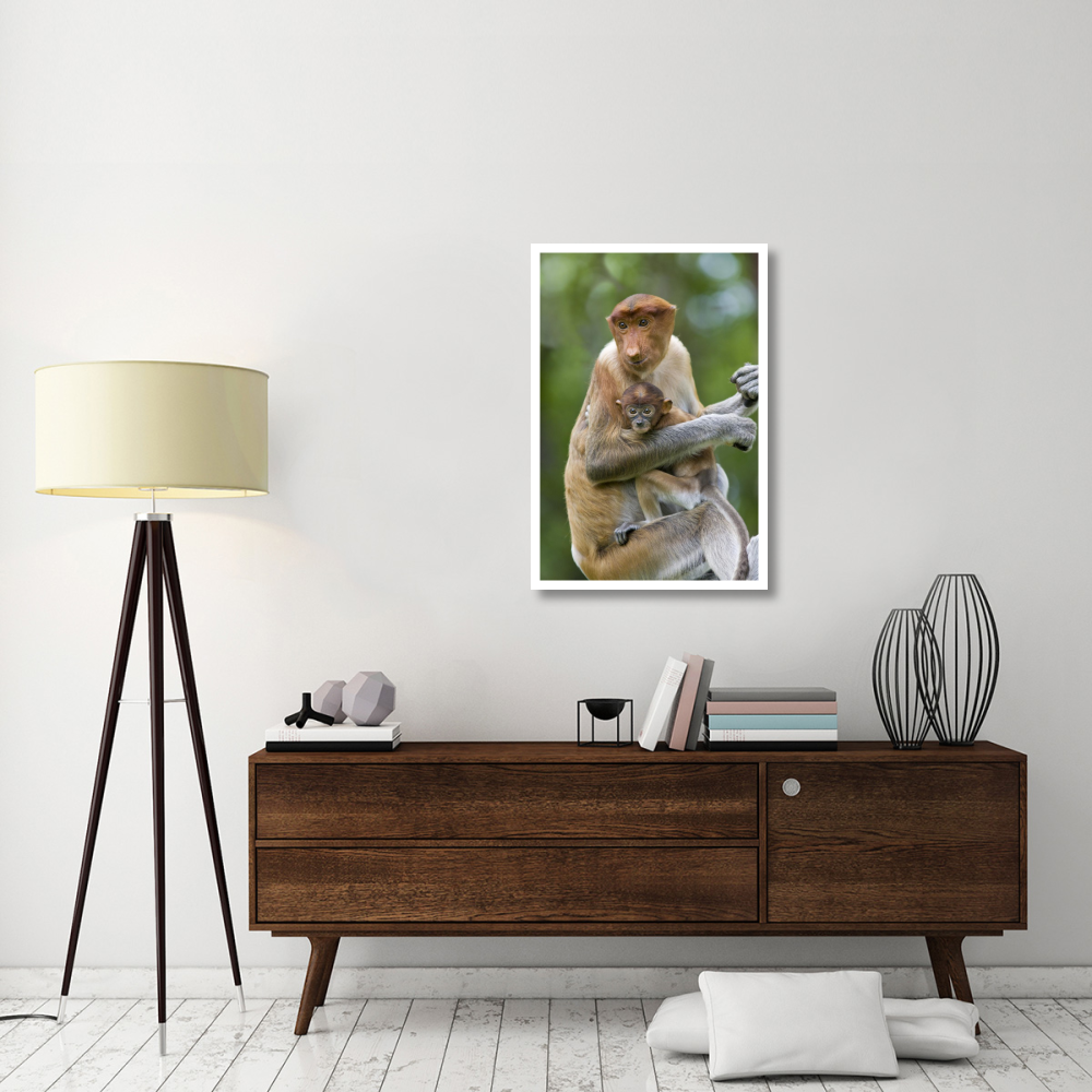 Proboscis Monkey female holding two month old baby, Sabah, Malaysia-Paper Art-26&quotx38"