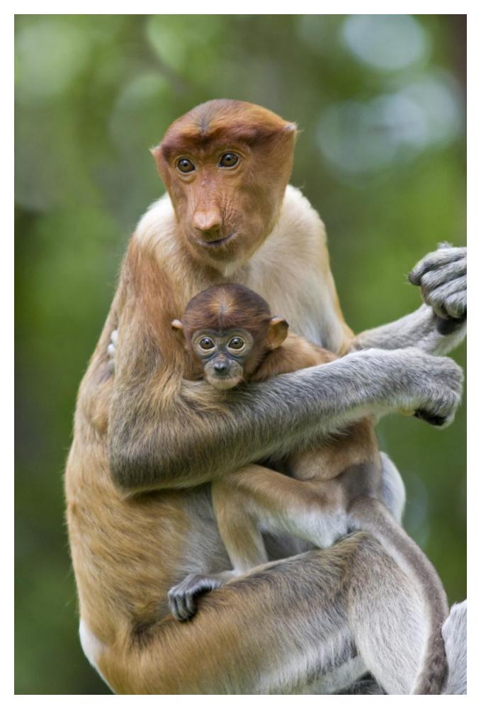 Proboscis Monkey female holding two month old baby, Sabah, Malaysia-Paper Art-34"x50"