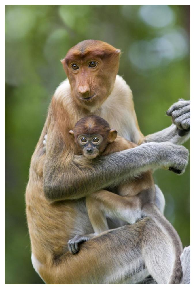 Proboscis Monkey female holding two month old baby, Sabah, Malaysia-Paper Art-42"x62"