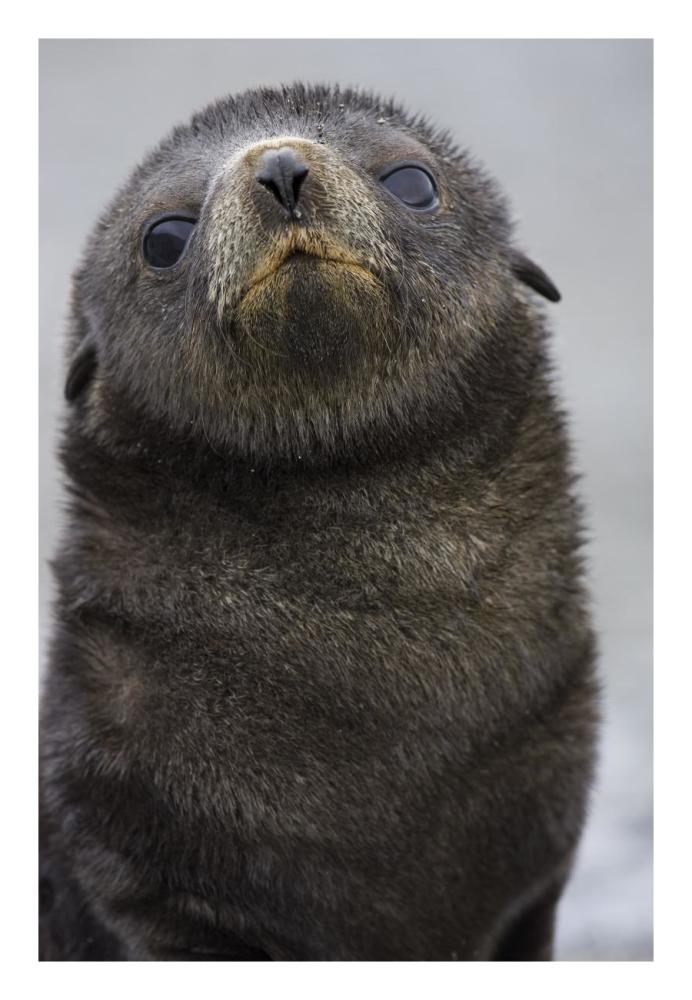 Antarctic Fur Seal 1 to 2 week old pup, Salisbury Plain, South Georgia-Paper Art-18"x26"
