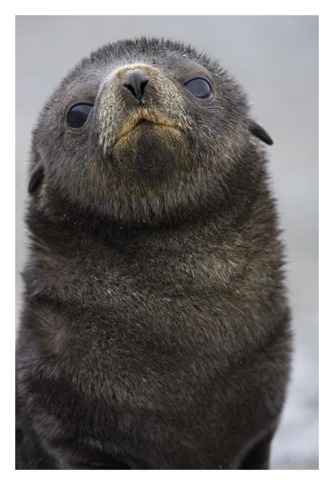 Antarctic Fur Seal 1 to 2 week old pup, Salisbury Plain, South Georgia-Paper Art-22"x32"