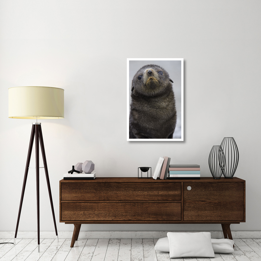 Antarctic Fur Seal 1 to 2 week old pup, Salisbury Plain, South Georgia-Paper Art-26&quotx38"