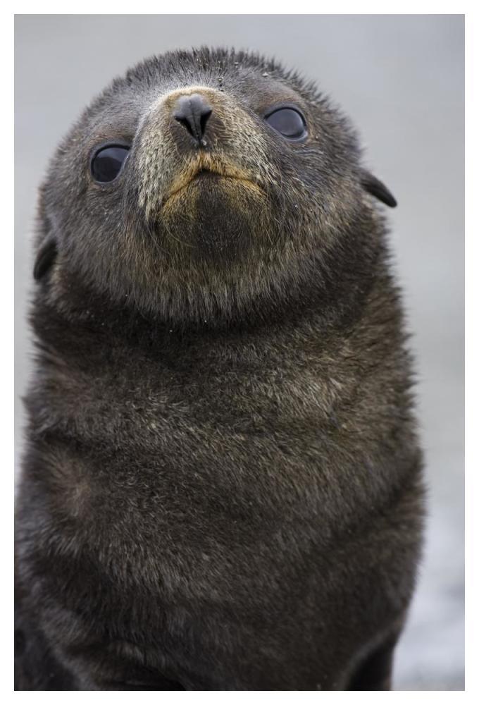 Antarctic Fur Seal 1 to 2 week old pup, Salisbury Plain, South Georgia-Paper Art-34"x50"