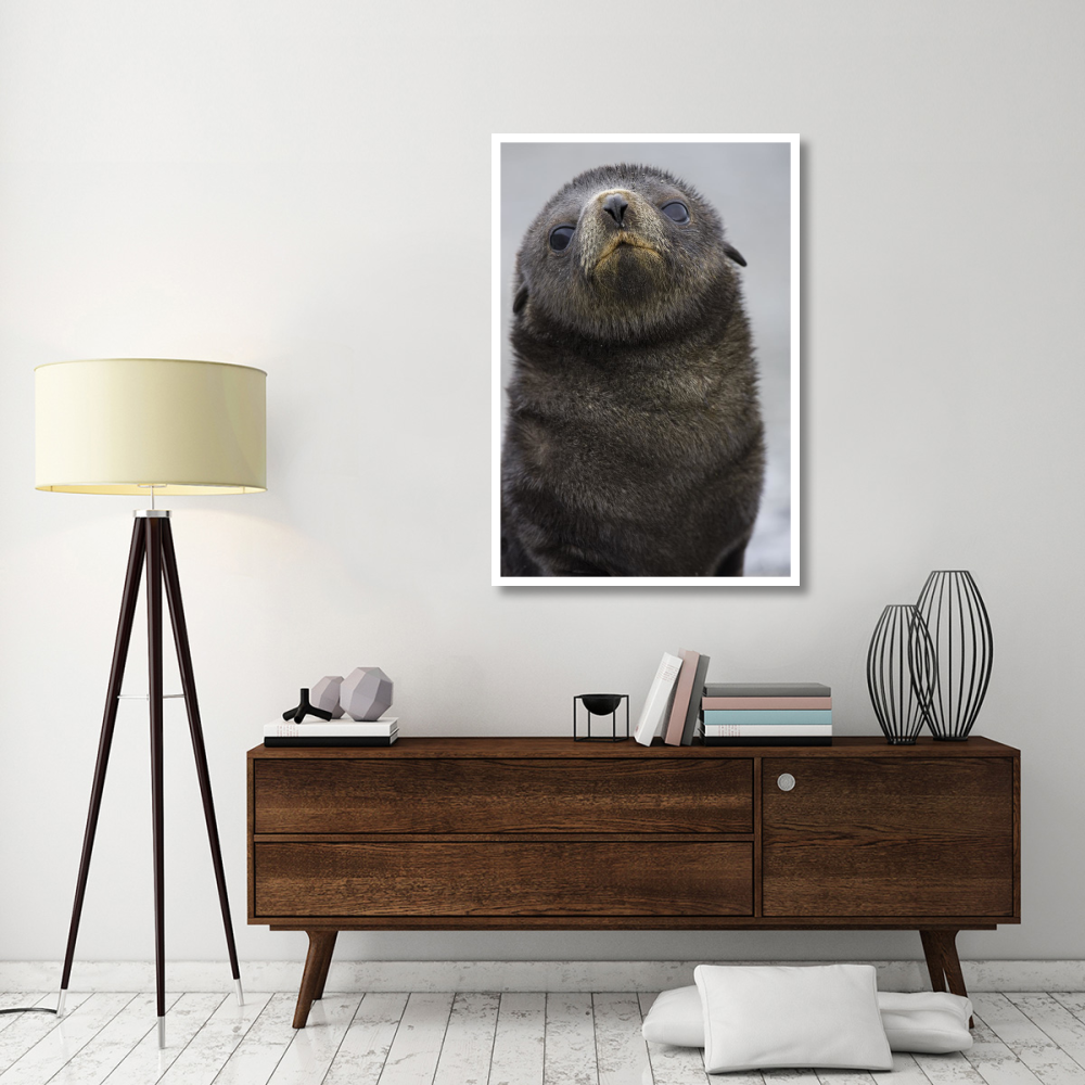 Antarctic Fur Seal 1 to 2 week old pup, Salisbury Plain, South Georgia-Paper Art-34&quotx50"