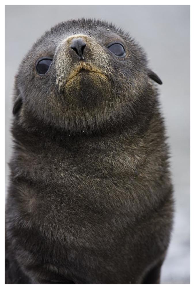 Antarctic Fur Seal 1 to 2 week old pup, Salisbury Plain, South Georgia-Paper Art-42"x62"