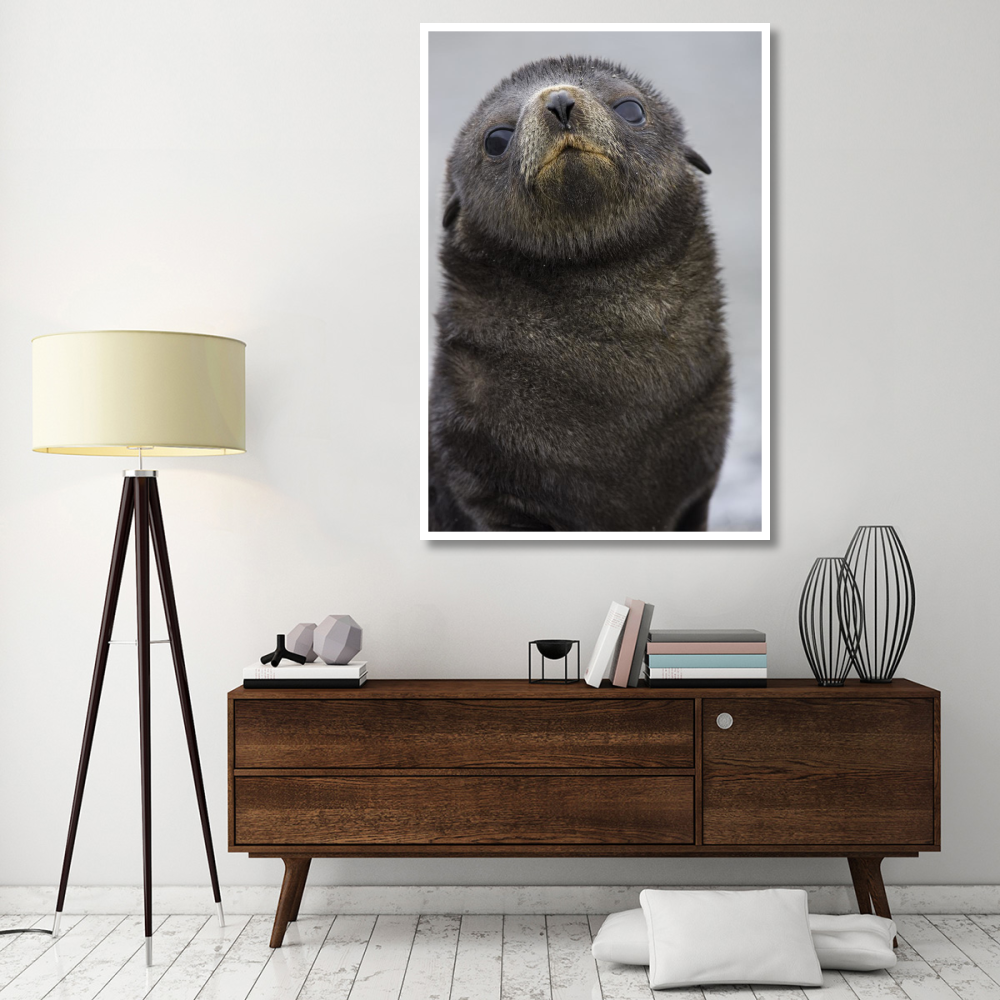 Antarctic Fur Seal 1 to 2 week old pup, Salisbury Plain, South Georgia-Paper Art-42&quotx62"
