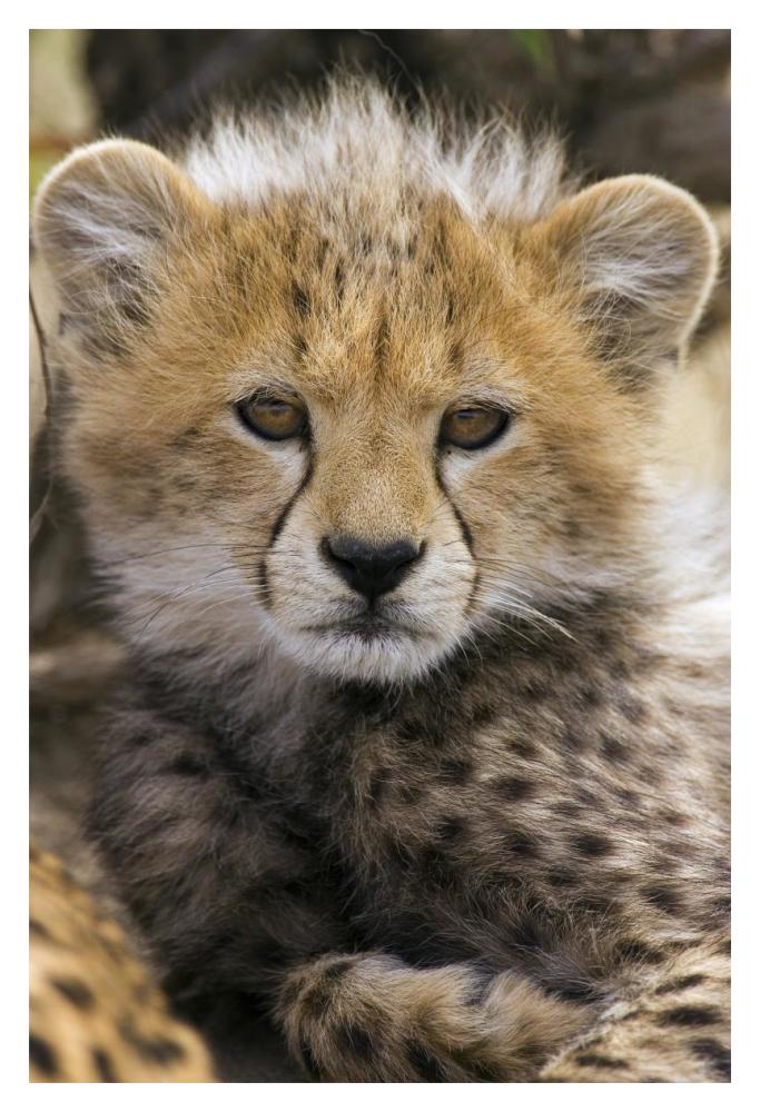 Cheetah ten to twelve week old cub portrait, Maasai Mara Reserve, Kenya-Paper Art-14"x20"