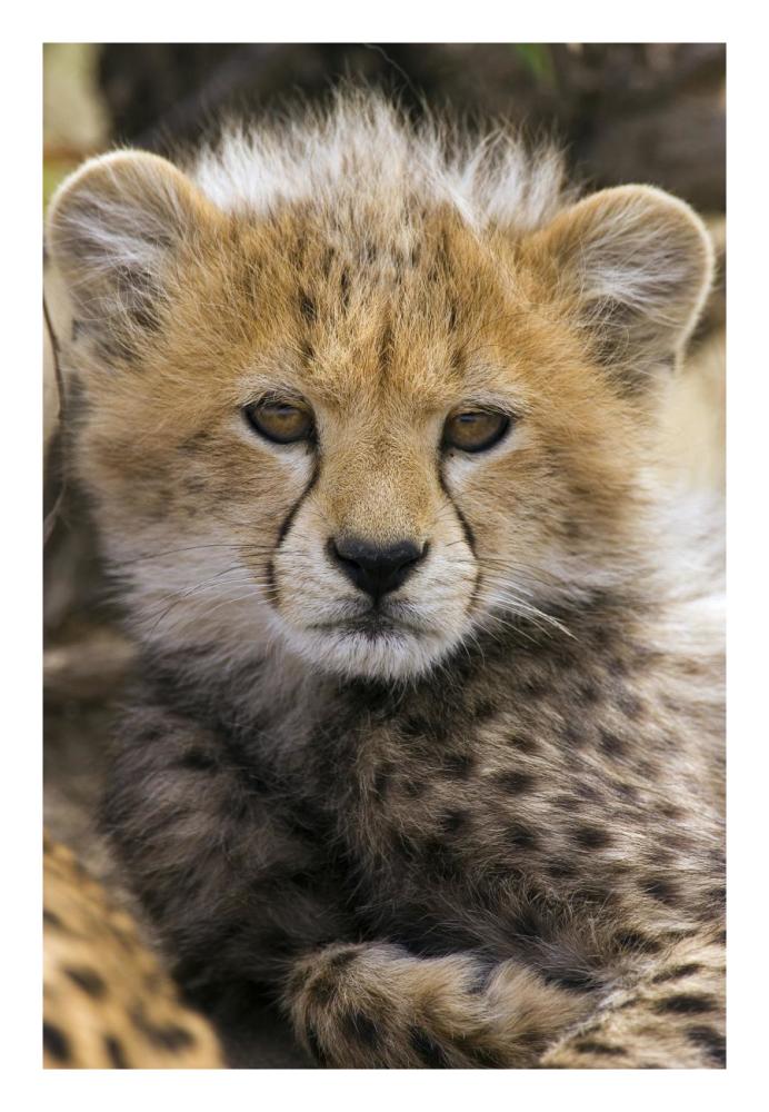 Cheetah ten to twelve week old cub portrait, Maasai Mara Reserve, Kenya-Paper Art-18"x26"