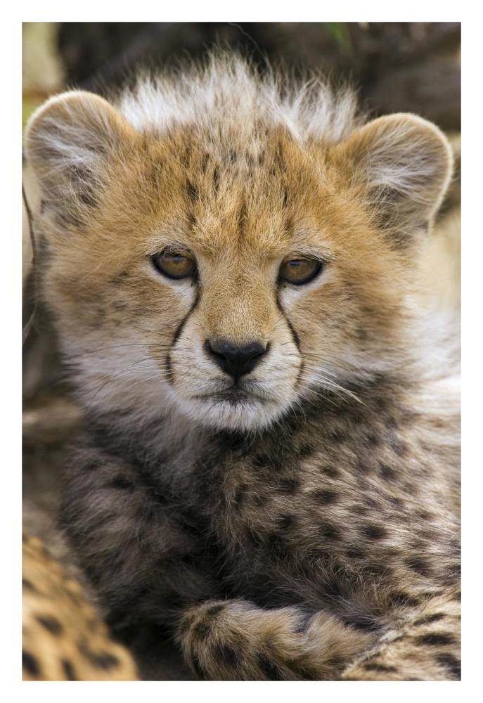 Cheetah ten to twelve week old cub portrait, Maasai Mara Reserve, Kenya-Paper Art-22"x32"