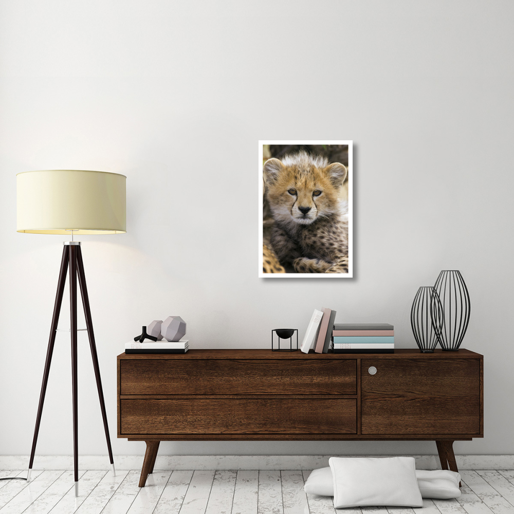 Cheetah ten to twelve week old cub portrait, Maasai Mara Reserve, Kenya-Paper Art-22&quotx32"