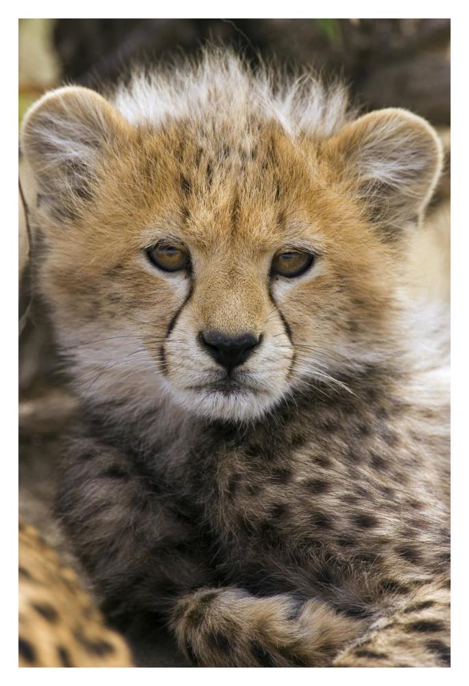 Cheetah ten to twelve week old cub portrait, Maasai Mara Reserve, Kenya-Paper Art-26"x38"