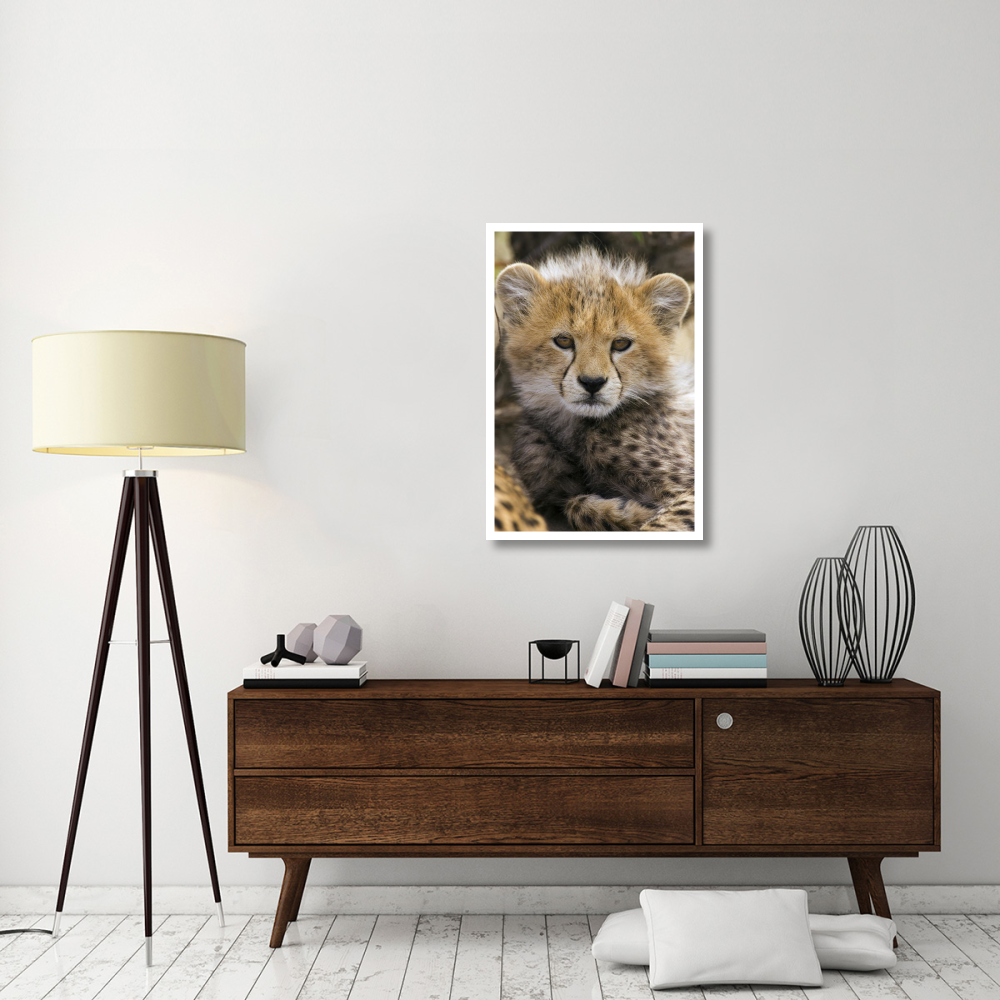 Cheetah ten to twelve week old cub portrait, Maasai Mara Reserve, Kenya-Paper Art-26&quotx38"