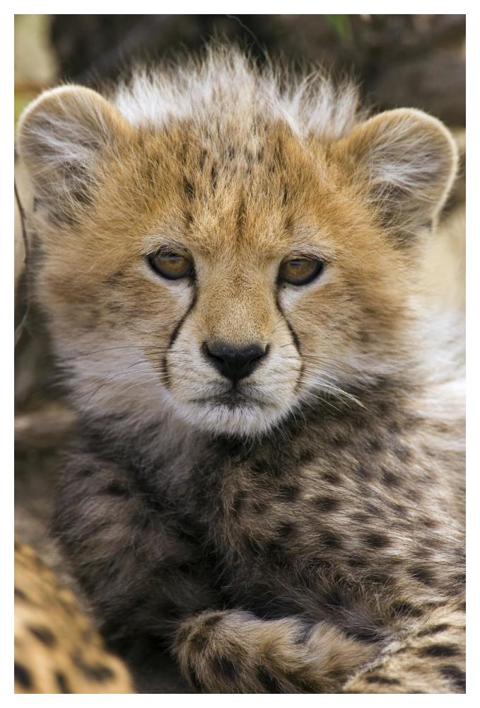 Cheetah ten to twelve week old cub portrait, Maasai Mara Reserve, Kenya-Paper Art-34"x50"