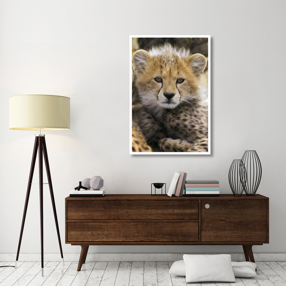 Cheetah ten to twelve week old cub portrait, Maasai Mara Reserve, Kenya-Paper Art-34&quotx50"
