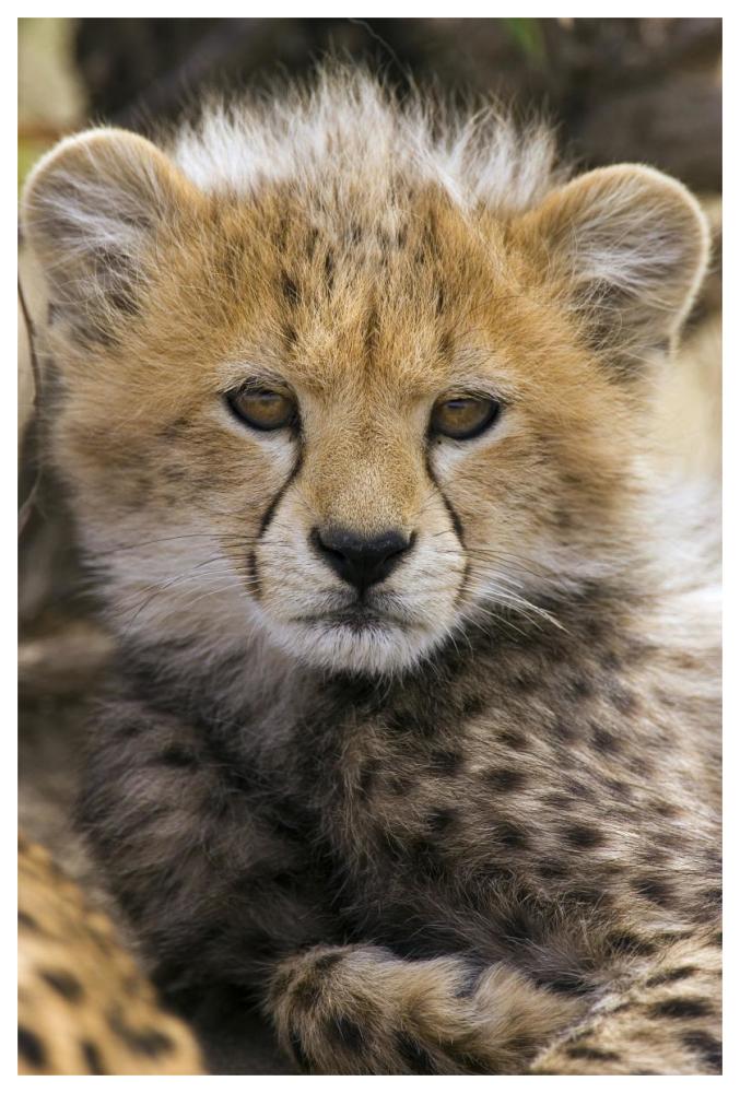 Cheetah ten to twelve week old cub portrait, Maasai Mara Reserve, Kenya-Paper Art-42"x62"
