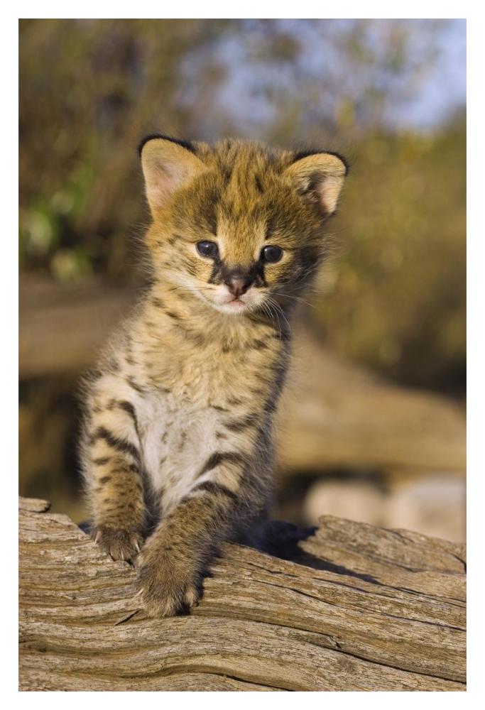 Serval kitten, two and a half week old orphan, Masai Mara Reserve, Kenya-Paper Art-14"x20"