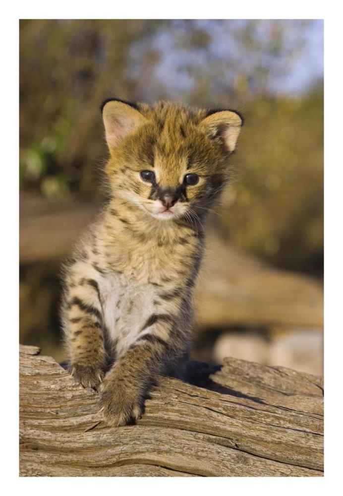 Serval kitten, two and a half week old orphan, Masai Mara Reserve, Kenya-Paper Art-18"x26"