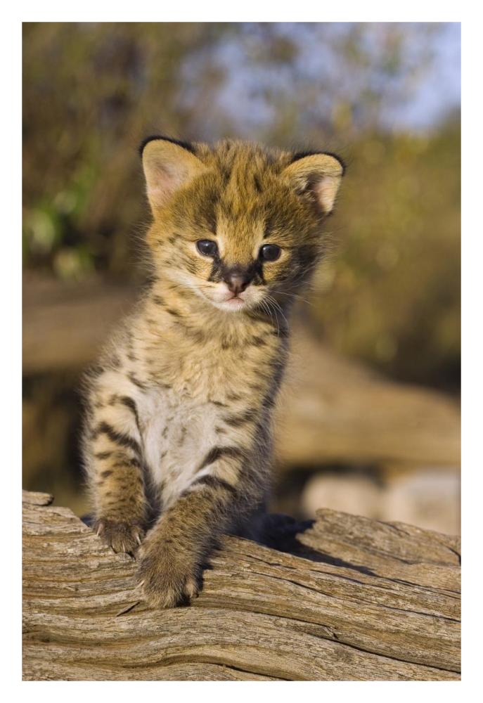 Serval kitten, two and a half week old orphan, Masai Mara Reserve, Kenya-Paper Art-22"x32"