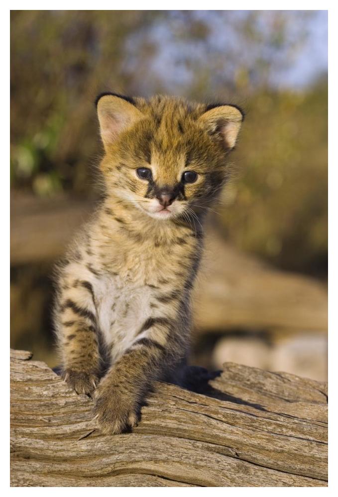 Serval kitten, two and a half week old orphan, Masai Mara Reserve, Kenya-Paper Art-34"x50"