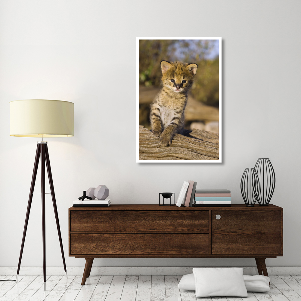 Serval kitten, two and a half week old orphan, Masai Mara Reserve, Kenya-Paper Art-34&quotx50"