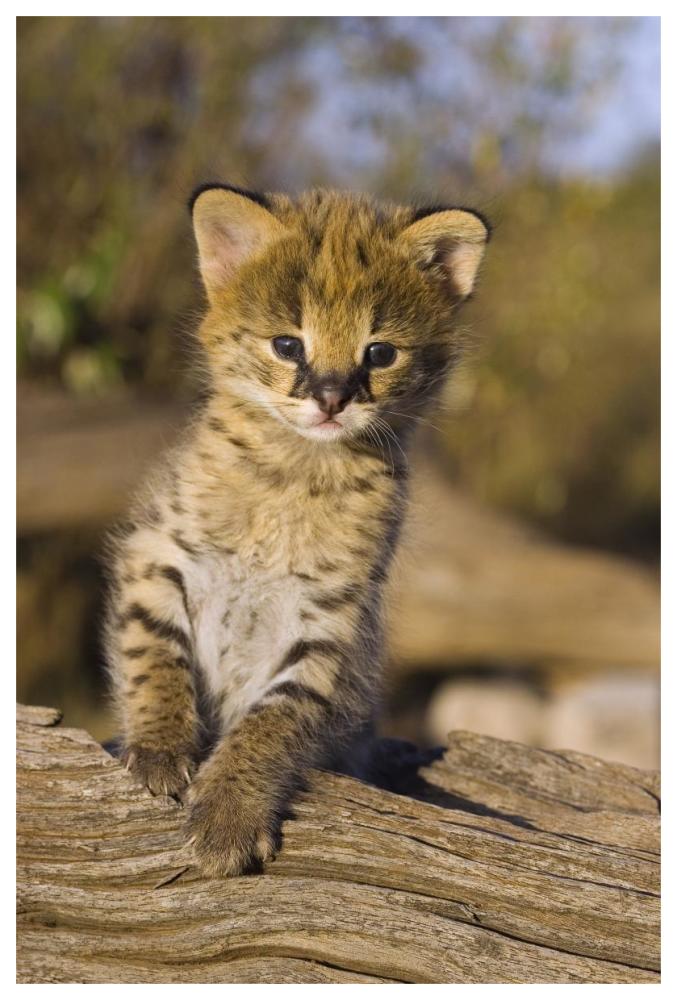 Serval kitten, two and a half week old orphan, Masai Mara Reserve, Kenya-Paper Art-42"x62"