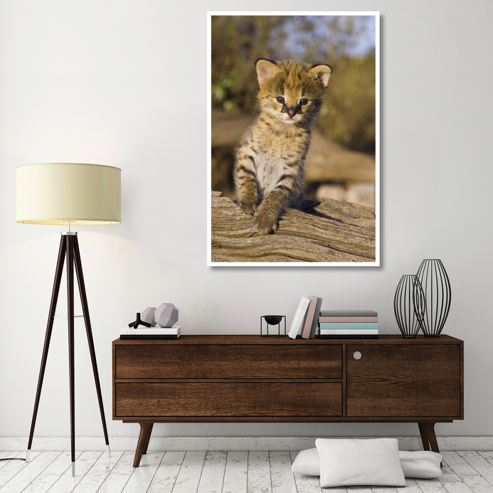 Serval kitten, two and a half week old orphan, Masai Mara Reserve, Kenya-Paper Art-42&quotx62"