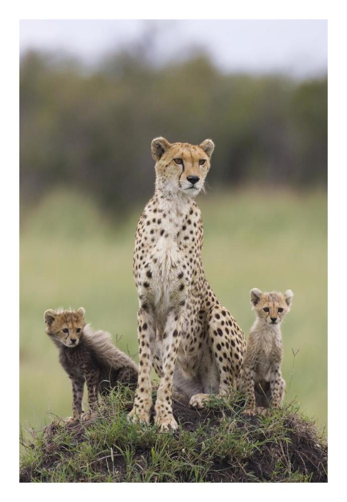 Cheetah mother and eight to nine week old cubs, Maasai Mara Reserve, Kenya-Paper Art-18"x26"