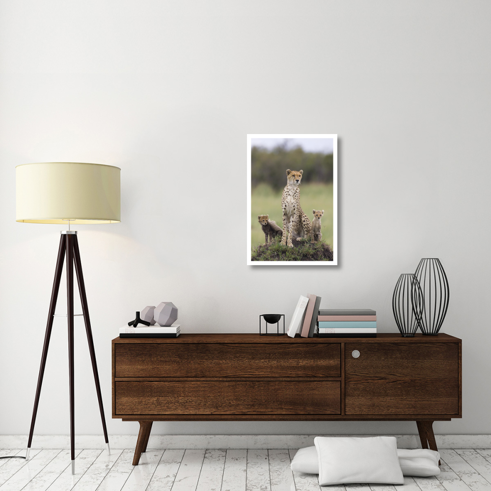 Cheetah mother and eight to nine week old cubs, Maasai Mara Reserve, Kenya-Paper Art-22&quotx32"