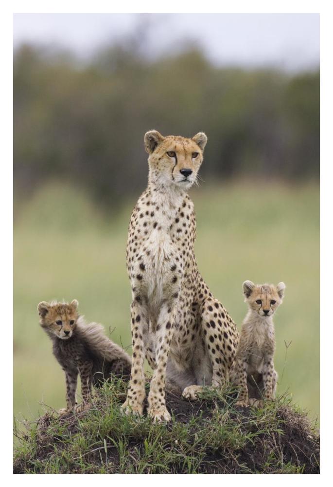 Cheetah mother and eight to nine week old cubs, Maasai Mara Reserve, Kenya-Paper Art-26"x38"