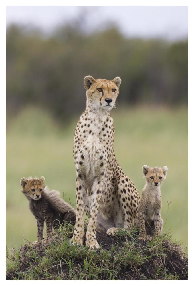 Cheetah mother and eight to nine week old cubs, Maasai Mara Reserve, Kenya-Paper Art-34"x50"