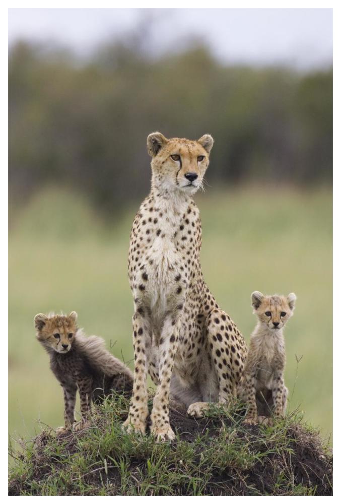 Cheetah mother and eight to nine week old cubs, Maasai Mara Reserve, Kenya-Paper Art-42"x62"