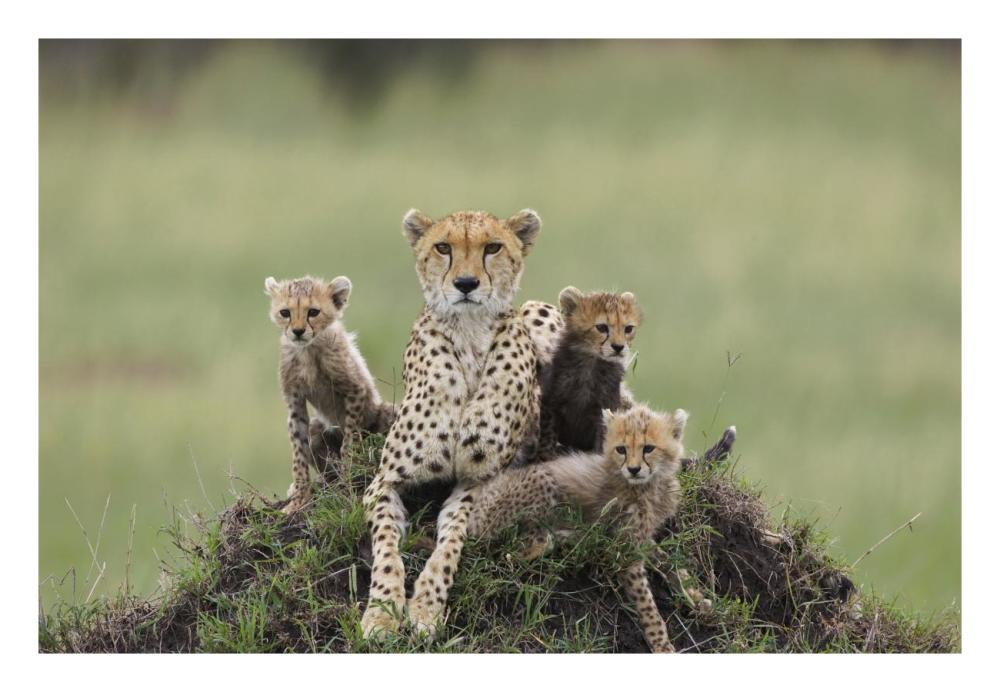 Cheetah mother and eight to nine week old cubs, Maasai Mara Reserve, Kenya-Paper Art-26"x18"