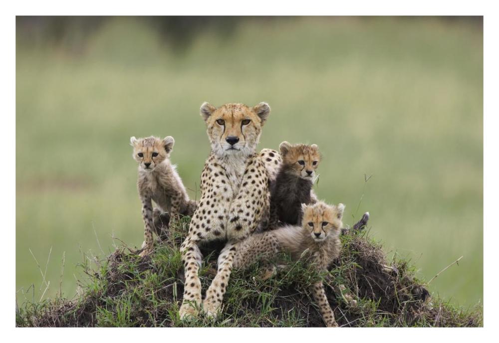 Cheetah mother and eight to nine week old cubs, Maasai Mara Reserve, Kenya-Paper Art-32"x22"
