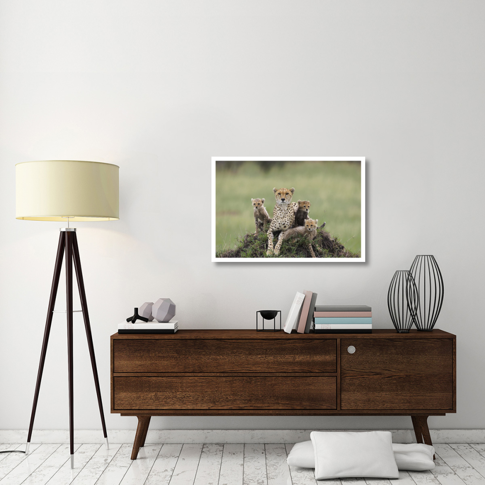 Cheetah mother and eight to nine week old cubs, Maasai Mara Reserve, Kenya-Paper Art-38&quotx26"