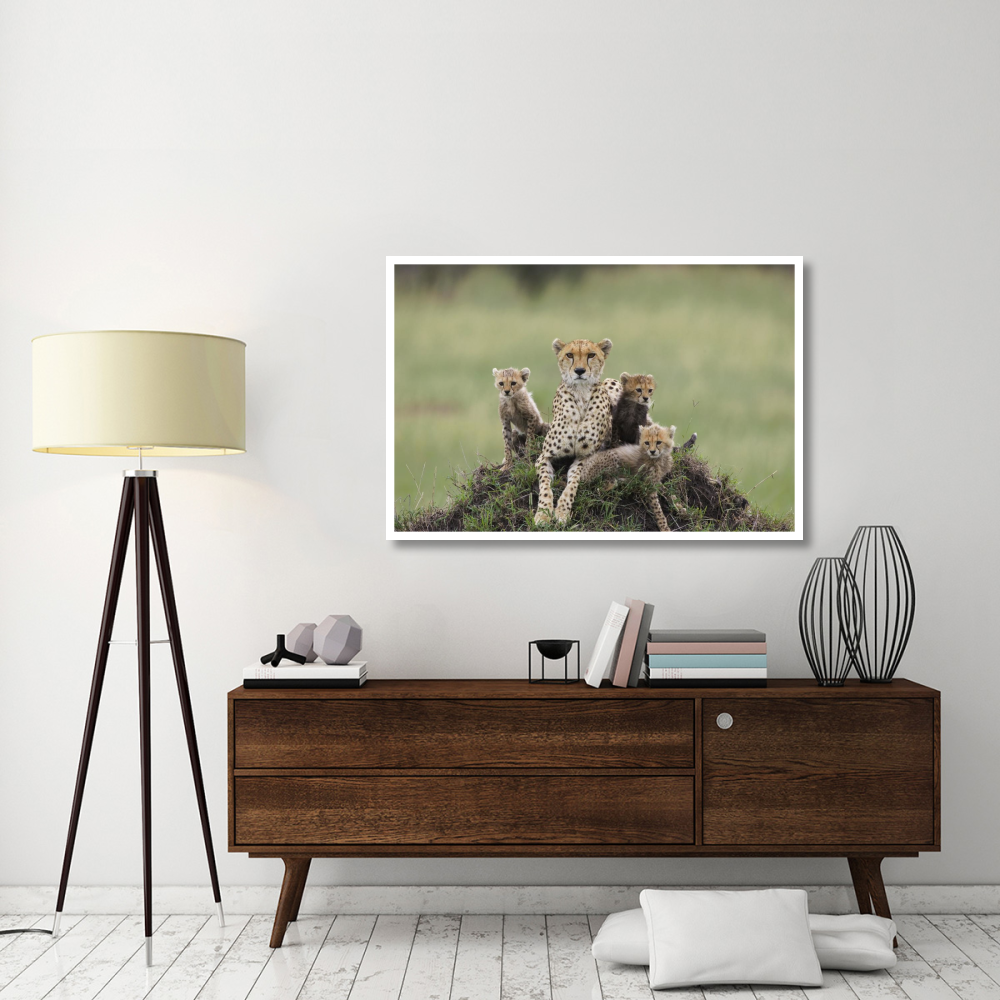Cheetah mother and eight to nine week old cubs, Maasai Mara Reserve, Kenya-Paper Art-50&quotx34"