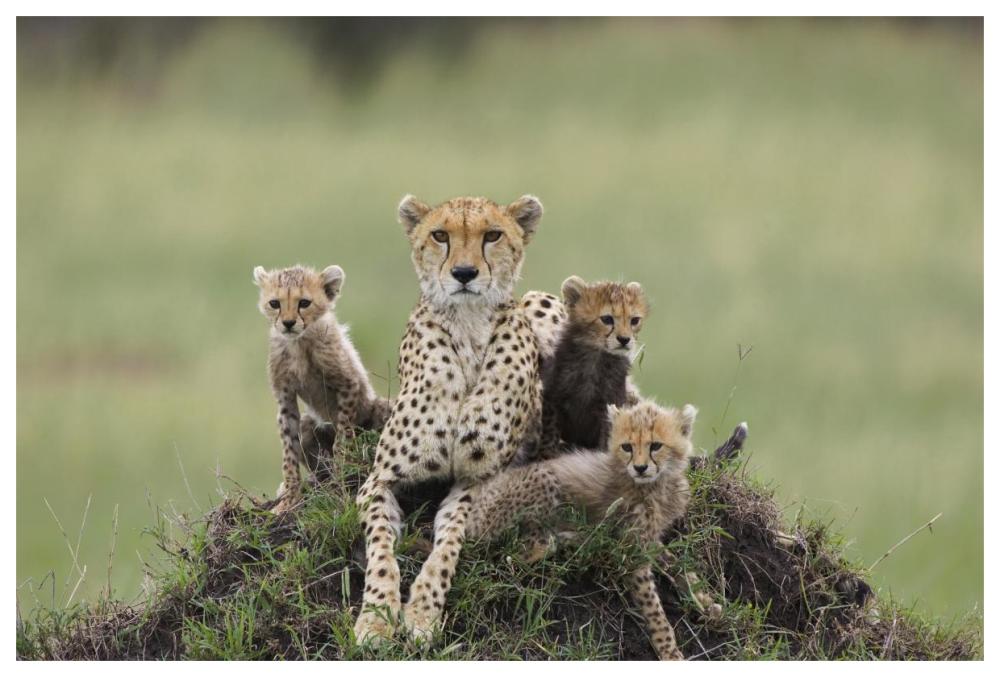Cheetah mother and eight to nine week old cubs, Maasai Mara Reserve, Kenya-Paper Art-62"x42"