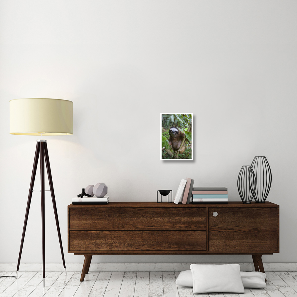 Brown-throated Three-toed Sloth male, Aviarios Sloth Sanctuary, Costa Rica-Paper Art-14&quotx20"