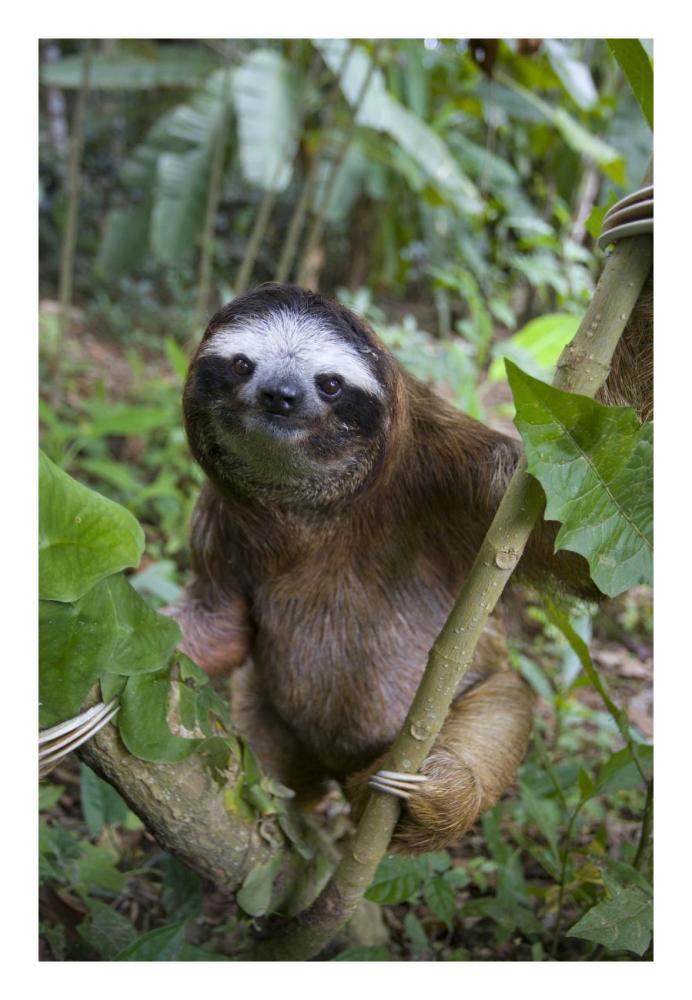 Brown-throated Three-toed Sloth male, Aviarios Sloth Sanctuary, Costa Rica-Paper Art-18"x26"