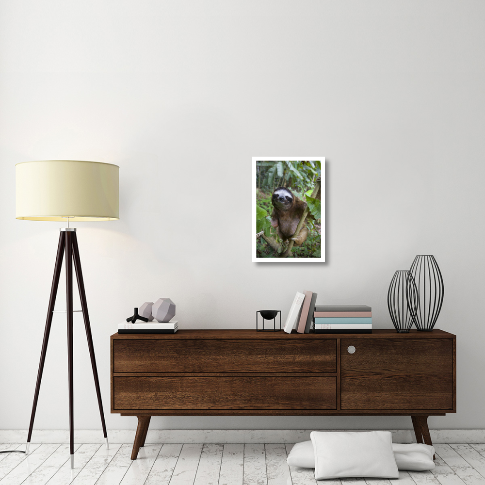 Brown-throated Three-toed Sloth male, Aviarios Sloth Sanctuary, Costa Rica-Paper Art-18&quotx26"