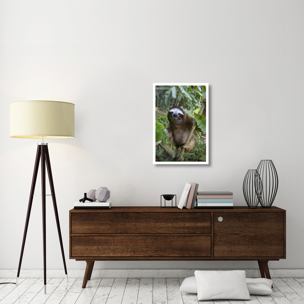 Brown-throated Three-toed Sloth male, Aviarios Sloth Sanctuary, Costa Rica-Paper Art-22&quotx32"