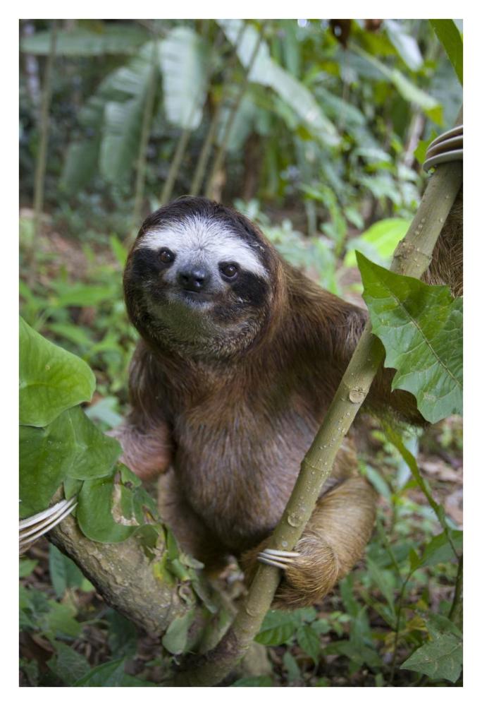Brown-throated Three-toed Sloth male, Aviarios Sloth Sanctuary, Costa Rica-Paper Art-26"x38"