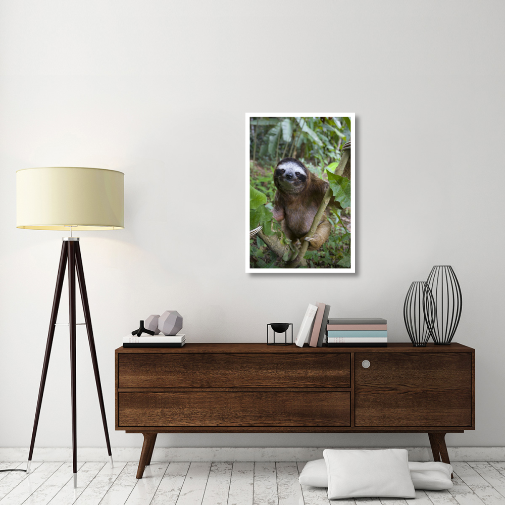 Brown-throated Three-toed Sloth male, Aviarios Sloth Sanctuary, Costa Rica-Paper Art-26&quotx38"