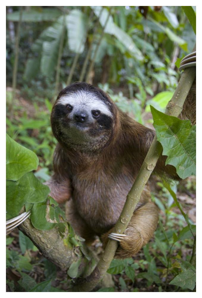 Brown-throated Three-toed Sloth male, Aviarios Sloth Sanctuary, Costa Rica-Paper Art-34"x50"