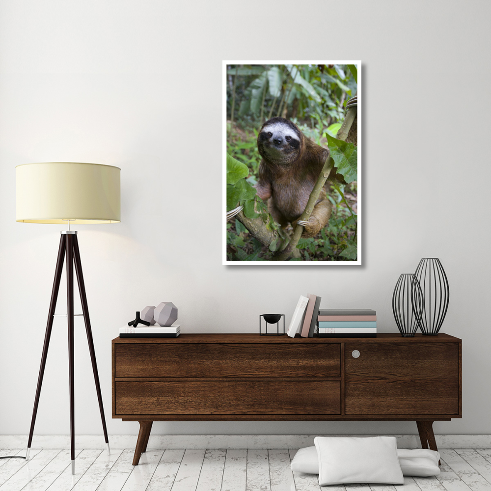 Brown-throated Three-toed Sloth male, Aviarios Sloth Sanctuary, Costa Rica-Paper Art-34&quotx50"