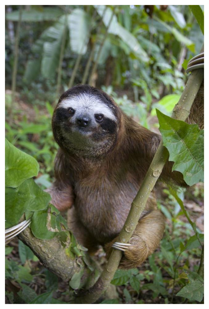 Brown-throated Three-toed Sloth male, Aviarios Sloth Sanctuary, Costa Rica-Paper Art-42"x62"
