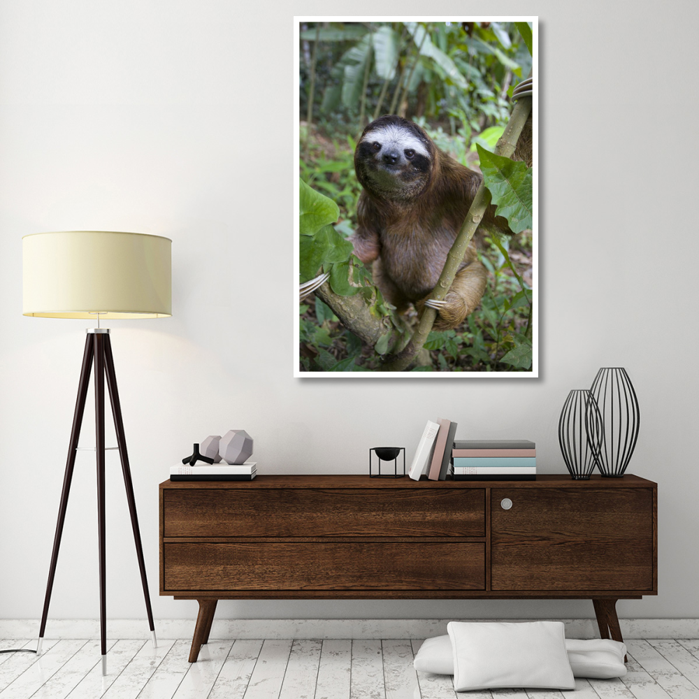 Brown-throated Three-toed Sloth male, Aviarios Sloth Sanctuary, Costa Rica-Paper Art-42&quotx62"