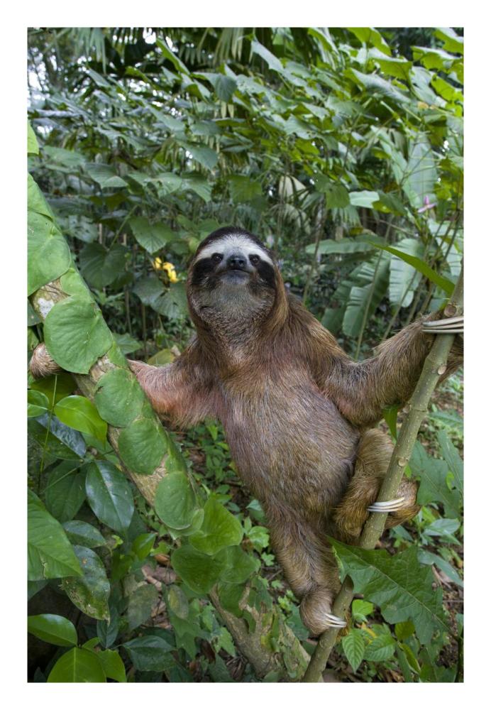 Brown-throated Three-toed Sloth male, Aviarios Sloth Sanctuary, Costa Rica-Paper Art-18"x26"