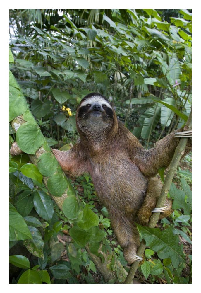 Brown-throated Three-toed Sloth male, Aviarios Sloth Sanctuary, Costa Rica-Paper Art-22"x32"