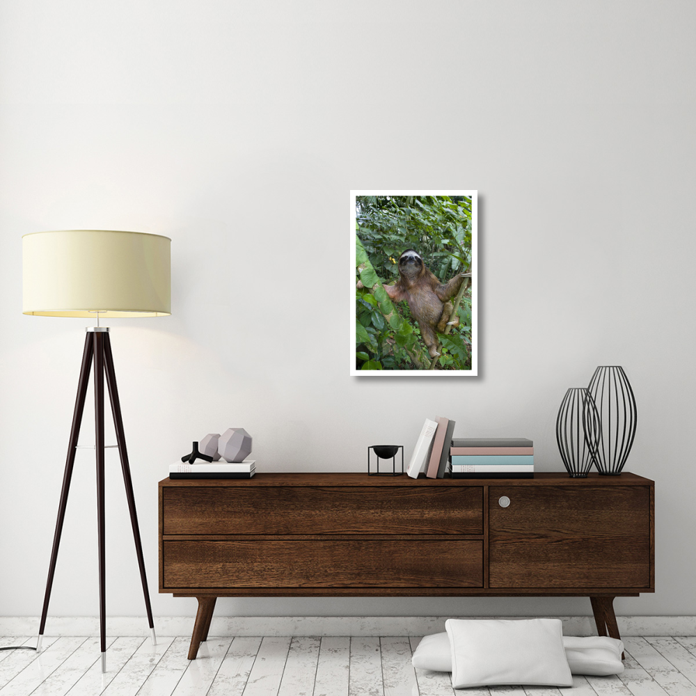 Brown-throated Three-toed Sloth male, Aviarios Sloth Sanctuary, Costa Rica-Paper Art-22&quotx32"